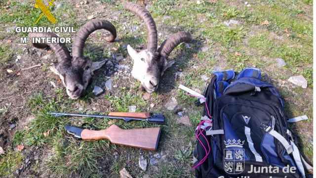 Cabezas de cabra montés decomisadas a un cazador furtivo en León