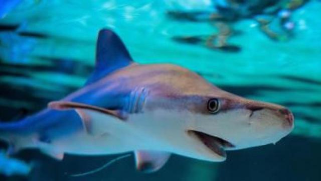 Un ejemplar de tiburón en el Oceanogràfic de Valencia, en imagen de archivo.