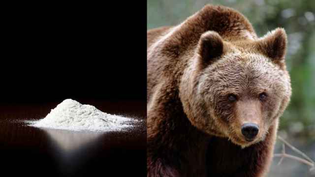 Un oso se encontró con una bolsa de cocaína en los años 80