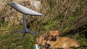 Antena de Starlink junto a un par de cachorros de perro