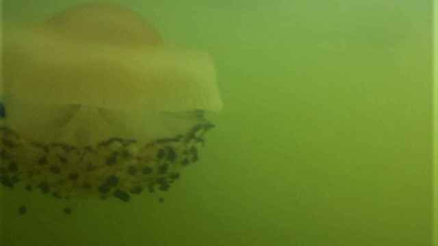Imagen captada por Ecologistas en Acción de una medusa en la 'sopa verde' del Mar Menor.