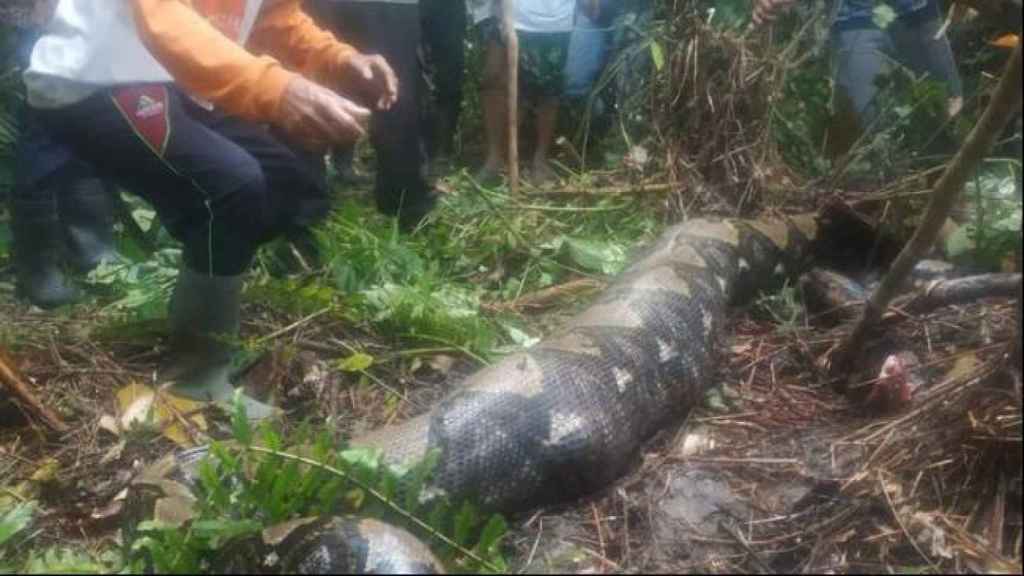 Una serpiente pitón de 7 metros engulle a una mujer entera