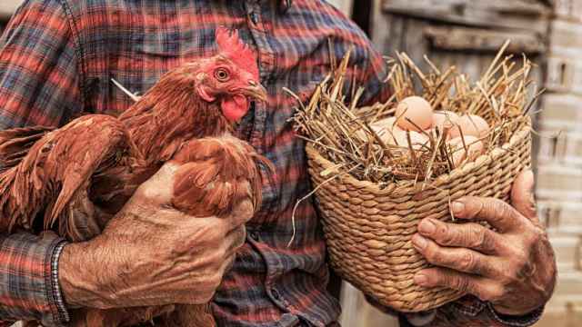 Un campesino sostiene una cesta de huevos y una gallina