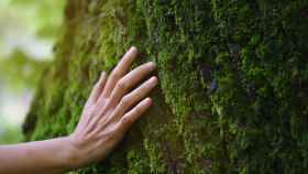 Una mano sobre el musgo del tronco de un árbol.
