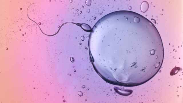 Representación de un espermatozoide y un óvulo.