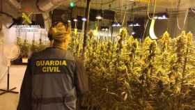 La Guardia Civil encuentra 1.300 plantas de marihuana en dos viviendas de El Casar (Guadalajara)