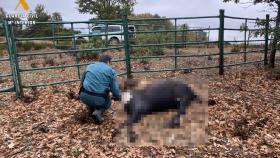 Imagen de una de las yeguas fallecidas en la provincia de Palencia.