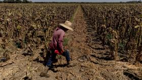 Un agricultor afectado por la sequía