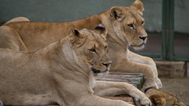 Imagen de archivo de dos leones.