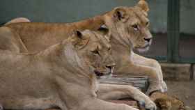 Imagen de archivo de dos leones.