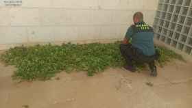 Tres detenidos y un investigado por cultivar marihuana en Tomelloso