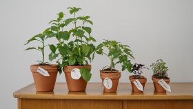 Un conjunto de macetas con plantas de interior.