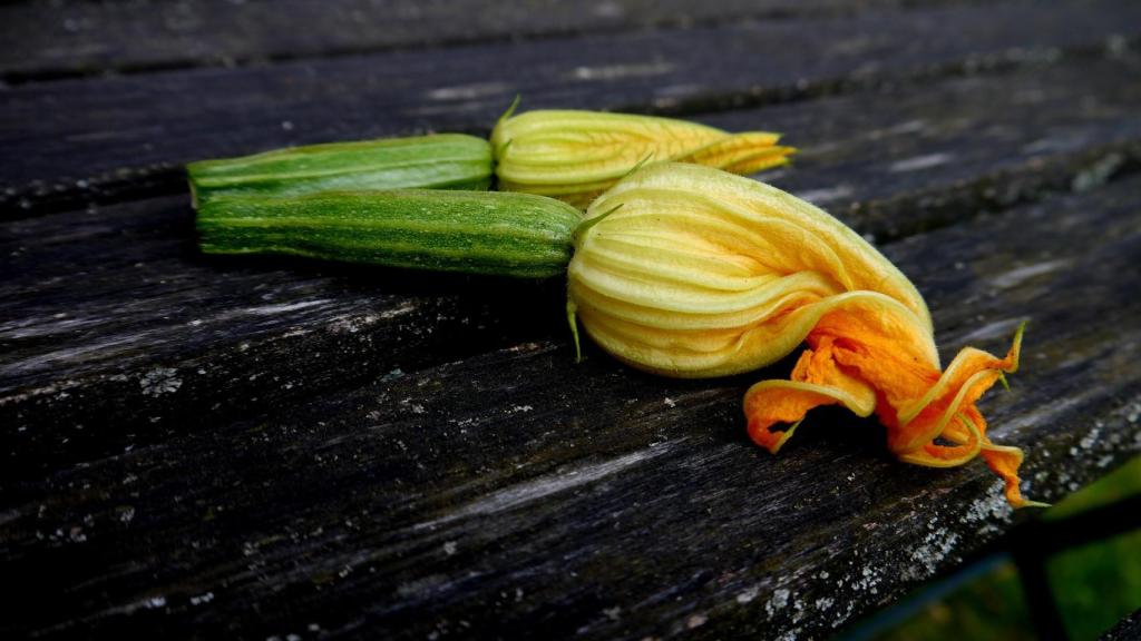 Flores de calabacín