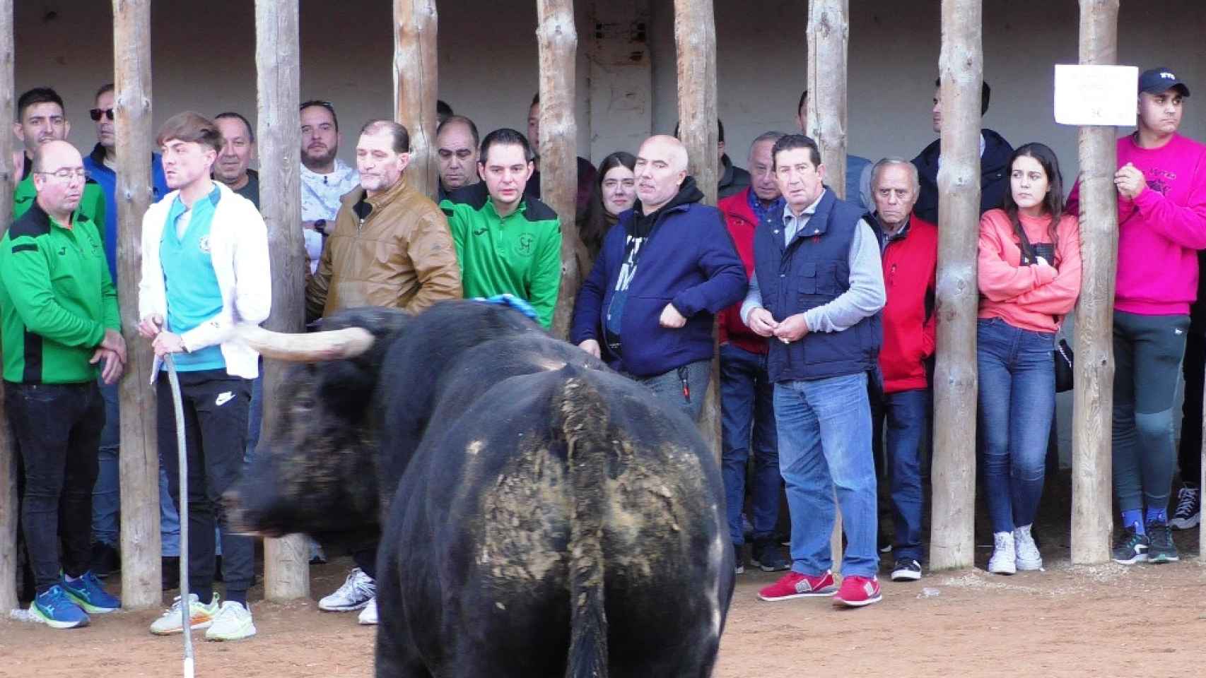 Las mejores imágenes de los toros de San Martín en Traspinedo