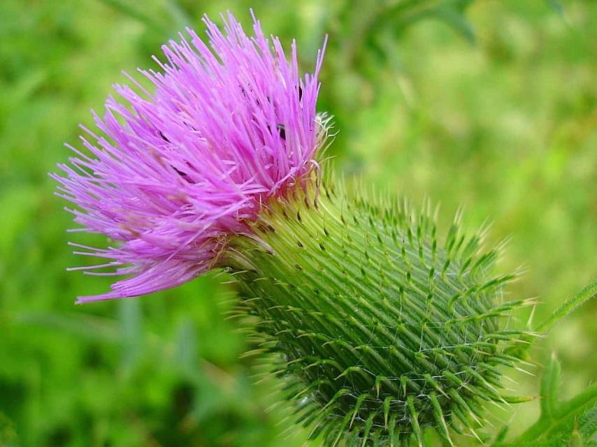 La hierba saludable de España que baja el azúcar en sangre y el colesterol  en infusiones y ensaladas