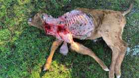 Imagen del ternero atacado por el lobo en Santiz