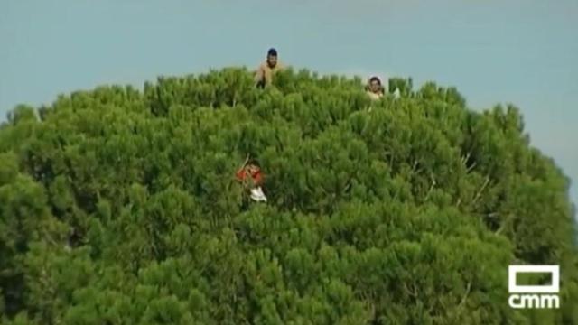 Aficionados encima de un árbol en Quintanar del Rey (Cuenca). Foto: CMM.