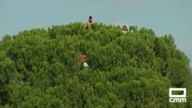 Aficionados encima de un árbol en Quintanar del Rey (Cuenca). Foto: CMM.