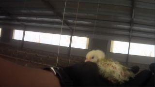 Un pollo maltratado en una explotación avícola extensiva.