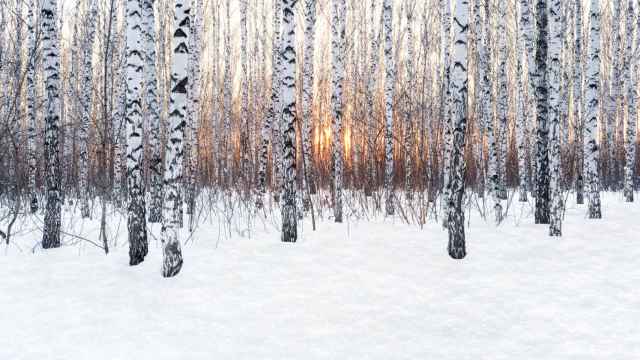 Imagen de archivo de bosque invernal