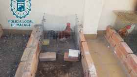 Desmantelan un criadero de gallos de pelea en Granja Suárez (Málaga).