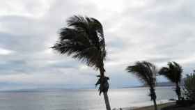Una palmera se mueve por el fuerte viento.