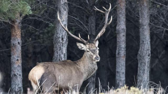 La fauna ha ido regresando al territorio, permitiendo ser testigo del gran espectáculo de la naturaleza que es la berrea