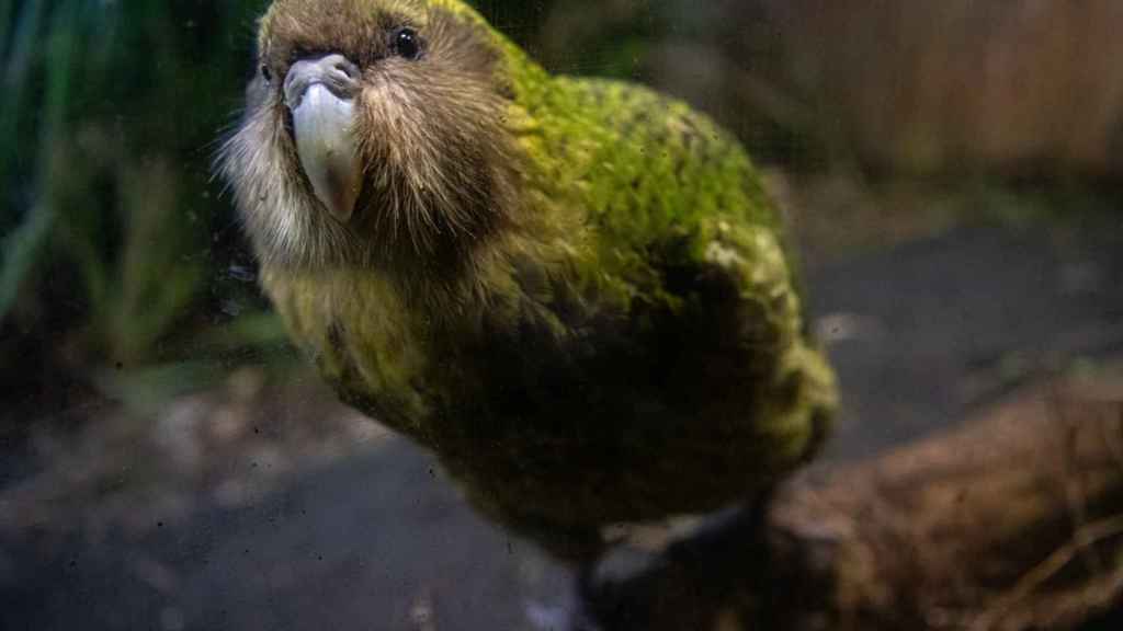 Un kakapo o loro búho.