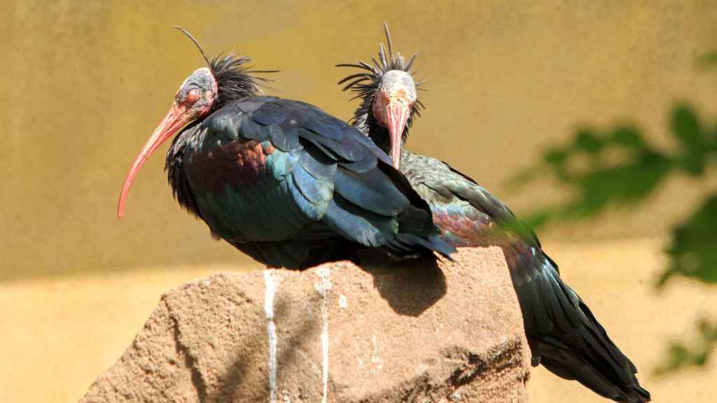 Dos ejemplares de ibis eremita o ibis calvo del norte.