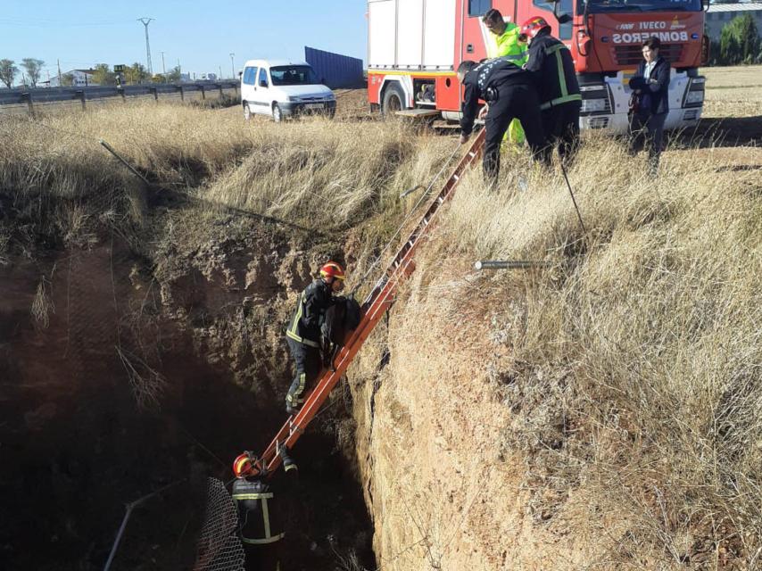 La Policía Local y los bomberos rescatan a un perro atrapado en un pozo de drenaje de la A43 en Argamasilla de Alba