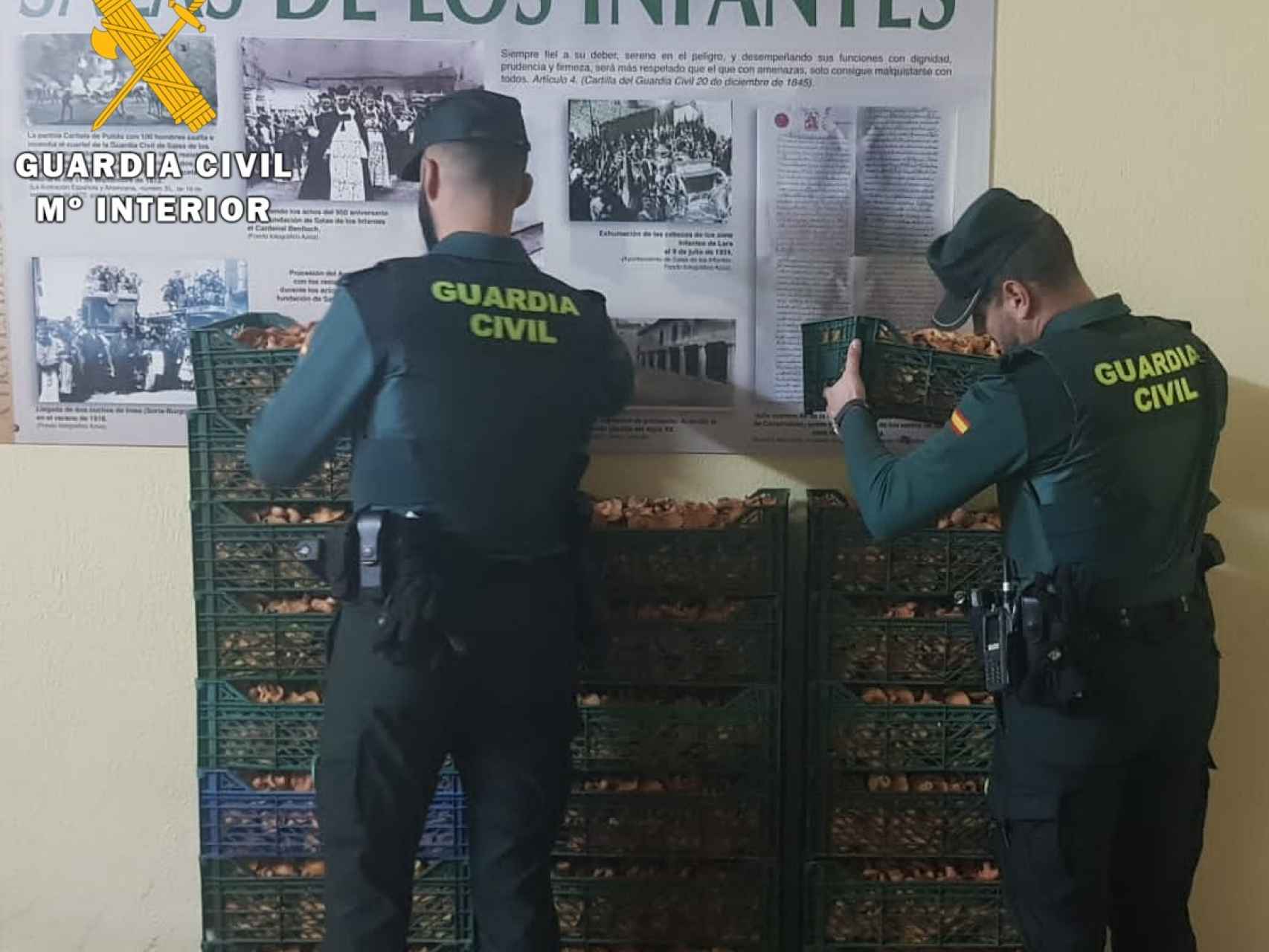 La Guardia Civil interviene 180 kilogramos de níscalos recogidos irregularmente en Salas de los Infantes