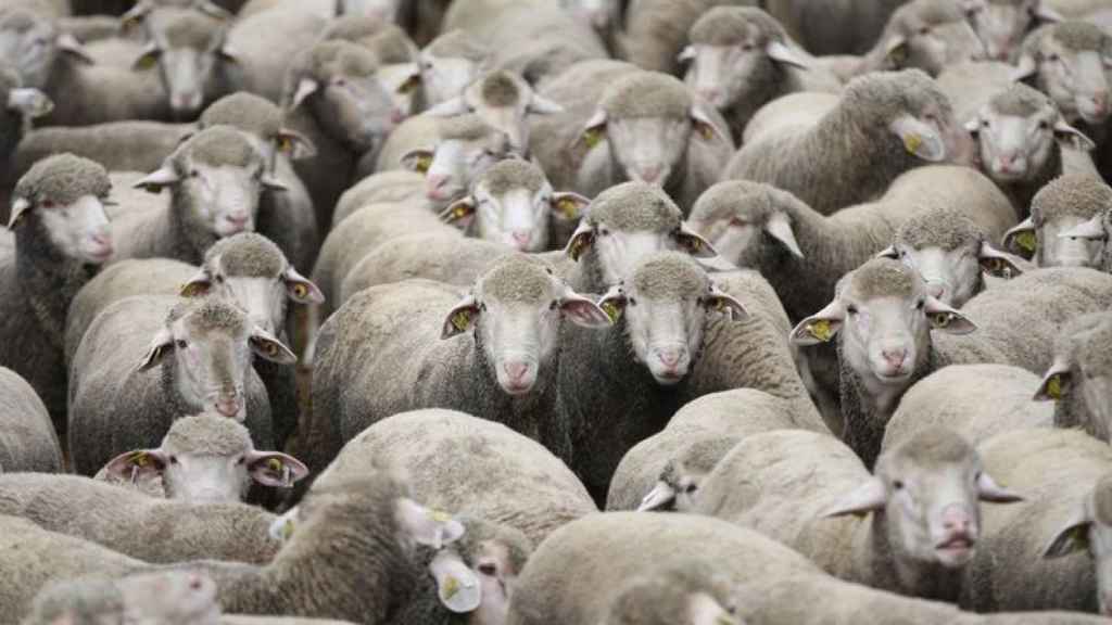 La razón del misterioso caso de las ovejas que llevan caminando en círculos durante 12 días