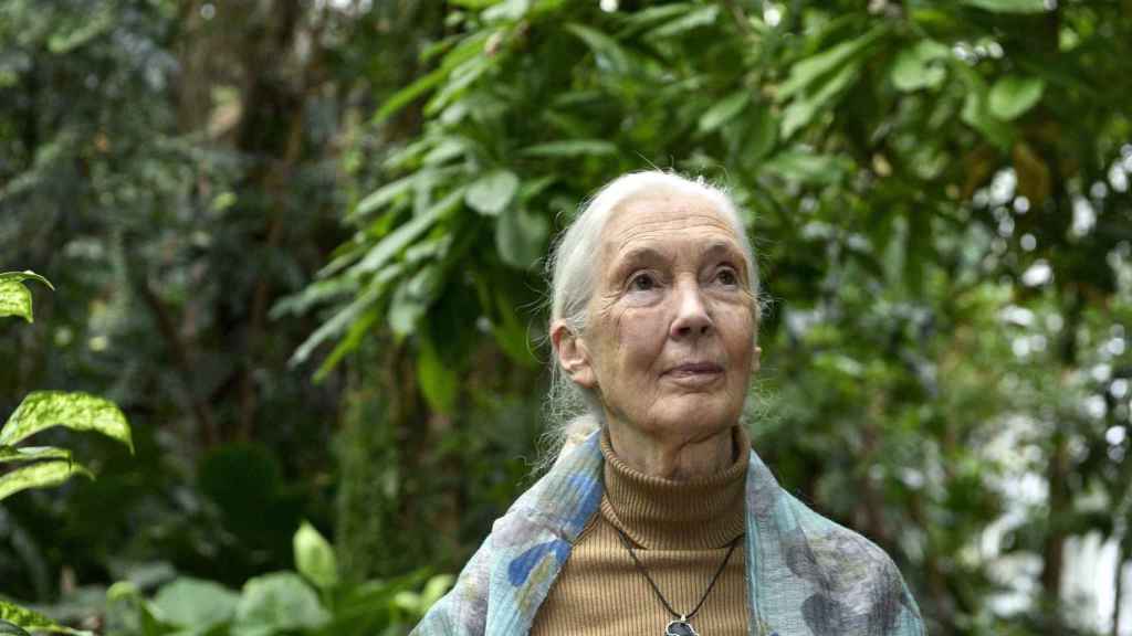 Imagen de archivo de la primatóloga Jane Goodall.