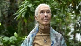 Imagen de archivo de la primatóloga Jane Goodall.