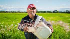 Un agricultor en su cultivo de arroz.