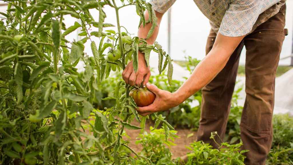 Un agricultor recogiendo un tomate.