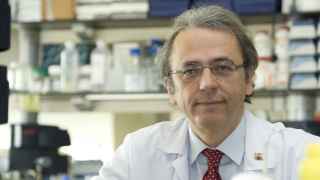 Doctor Llovet, el sabio del cáncer de hígado: "Quimio y radioterapia no son útiles en este tumor"