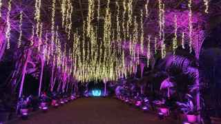Luces, oro, incienso y mirra: así es Stela, el espectáculo del Jardín Botánico de la Concepción