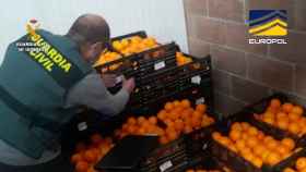 Un agente de la Guardia Civil inspecciona las frutas inautadas en Alicante.