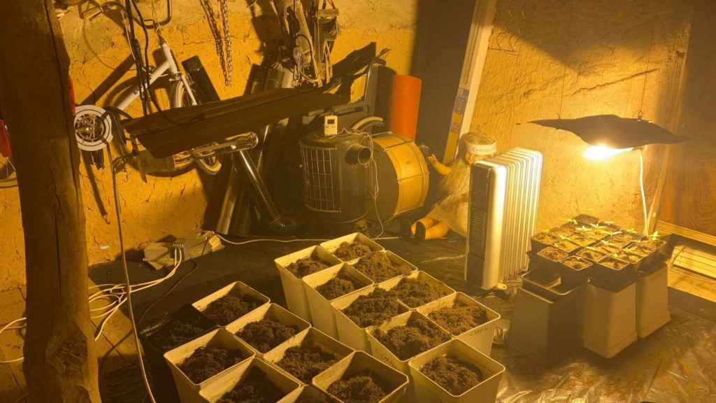Las plantas de marihuana incautadas en la provincia de Soria