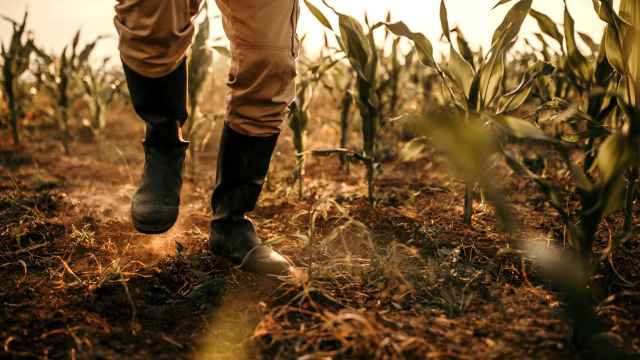 Una agricultor camina sobre un campo seco de cultivos.