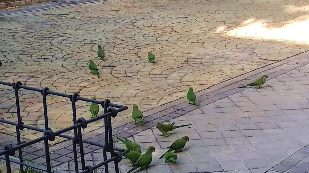 Imagen de un nido de cotorras argentinas sobre el tronco de un árbol.