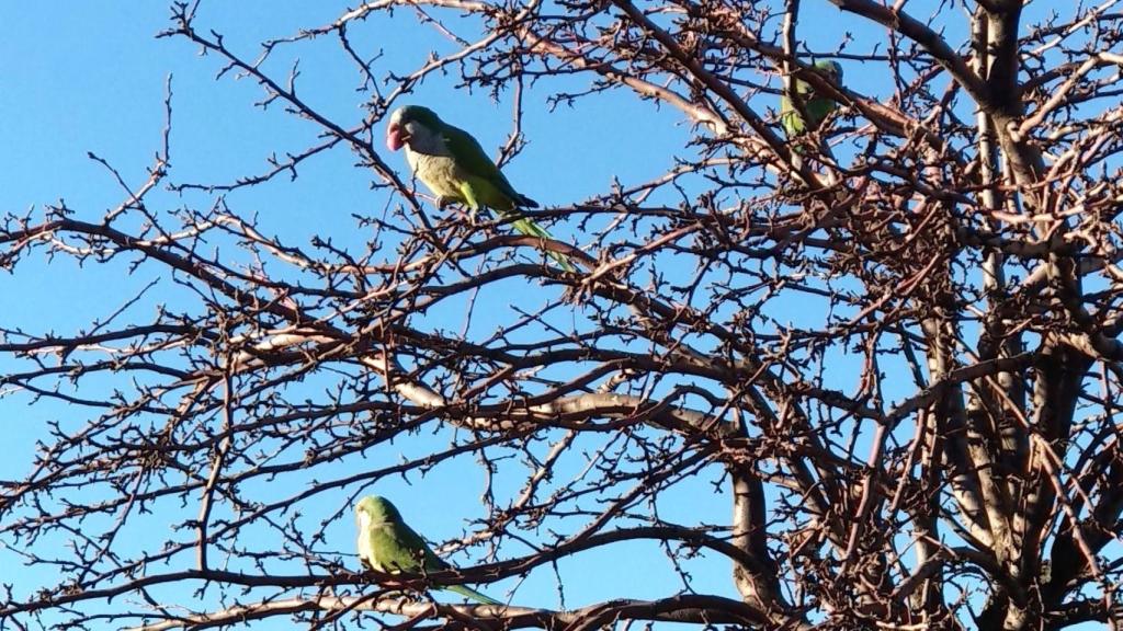 Cotorras argentinas en un árbol.