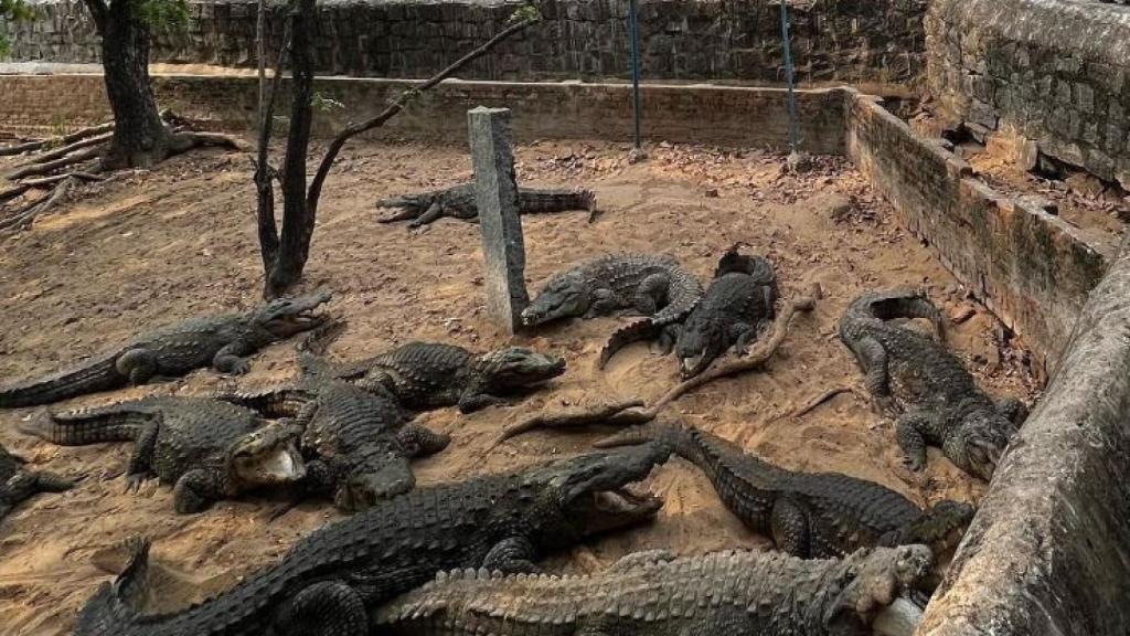 Superpoblación de cocodrilos: India se queda sin espacio para ellos