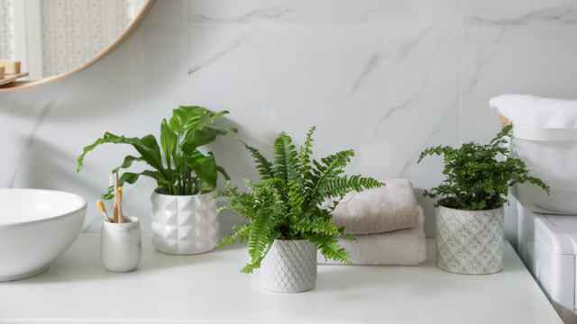 Las mejores plantas para tu cuarto de baño.