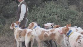 Podemos cede a que se adopte el modelo de Castilla-la Mancha en la Ley de Bienestar Animal