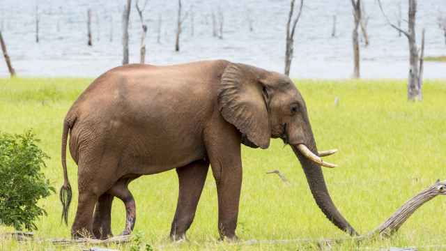 Elefante africano con pene extendido en el Lago Kariba (Zimbabwe)