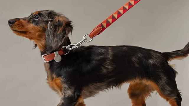 Un perro con una correa de Hermès.