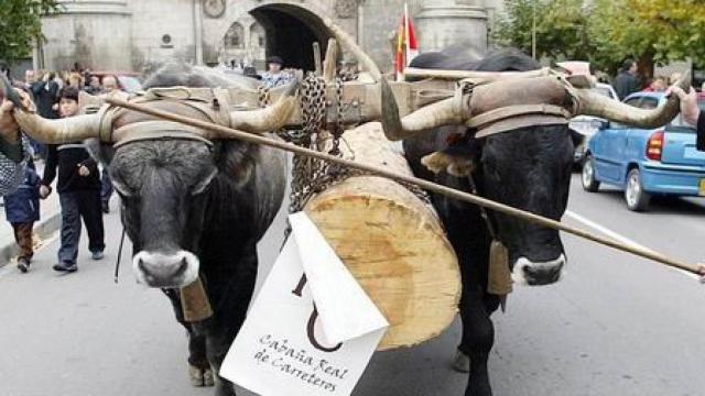 La caravana de la Real Cabaña de Carreteros en Burgos