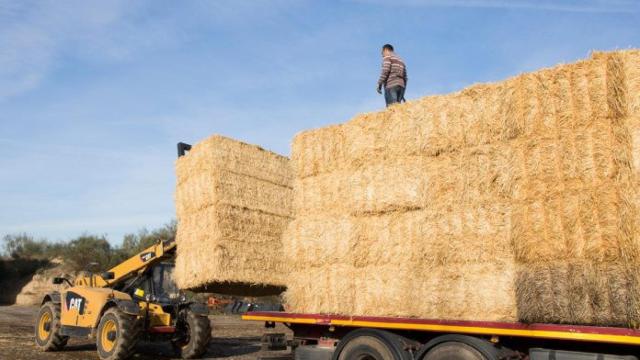 Pacas de paja